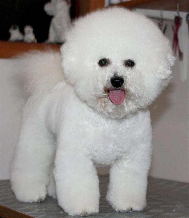 Bichon à poil frisé Lucy stars White Nimbus - Lige været hos frisør :) billede 1