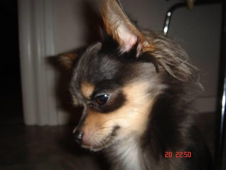 Chihuahua Malli billede 9