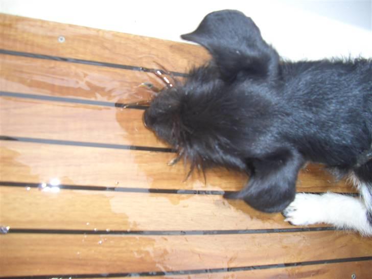 Jack russell terrier Freja billede 16