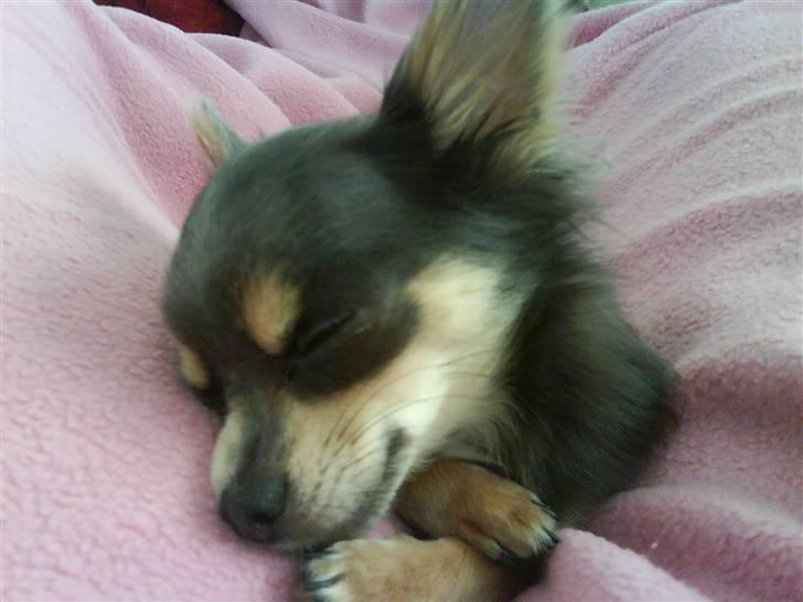 Chihuahua Malli - jeg sidder i milles seng:O) hihi billede 10