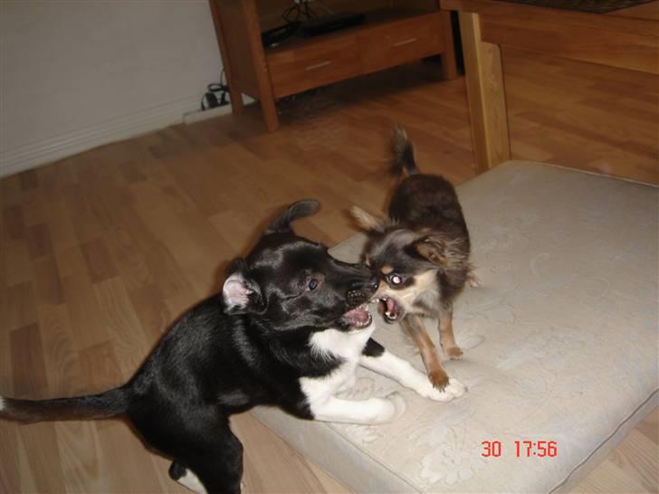 Chihuahua Malli billede 11