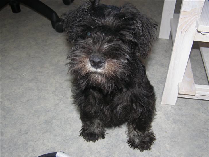 Dvaergschnauzer Silas billede 1