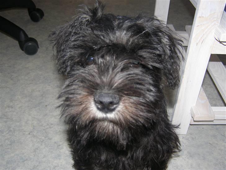 Dvaergschnauzer Silas billede 2