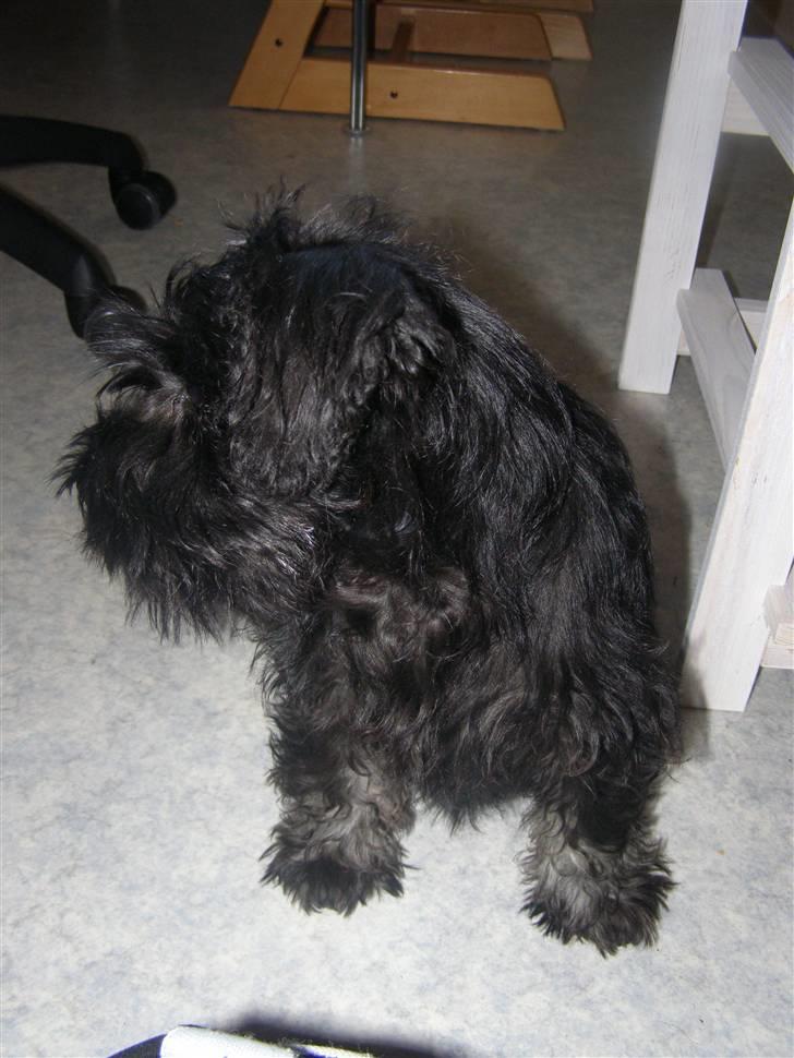 Dvaergschnauzer Silas billede 3