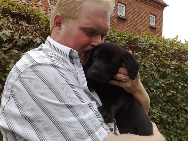 Labrador retriever Bølle - Igen oppe ved farmand. billede 8