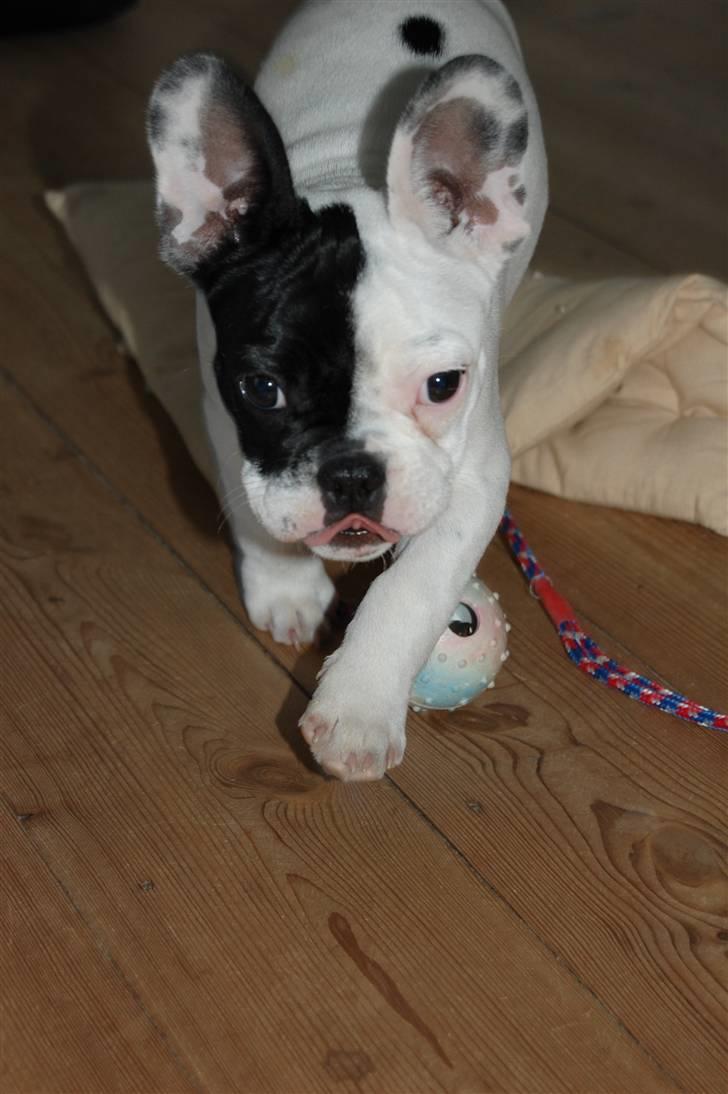 Fransk bulldog Else - ih hvor jeg nyder det - være på visit og blive forkælet billede 9