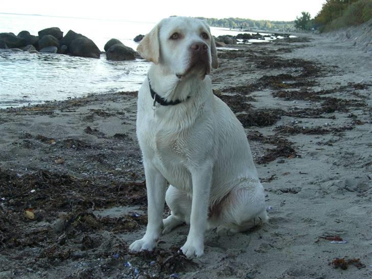 Labrador retriever Gustav - Gustav 16 mdr. billede 12