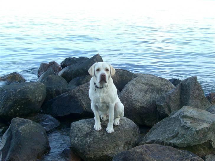 Labrador retriever Gustav - Gustav 16 mdr. billede 13