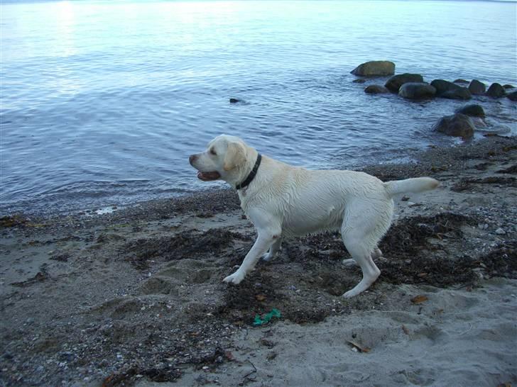 Labrador retriever Gustav billede 14