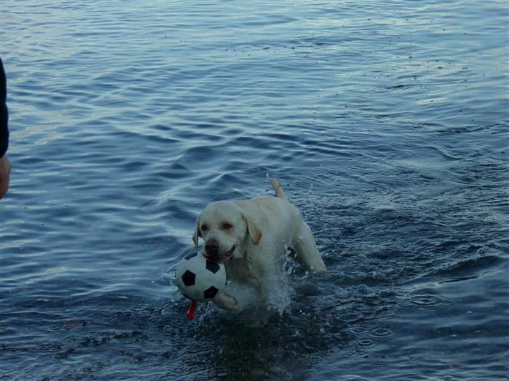 Labrador retriever Gustav billede 15