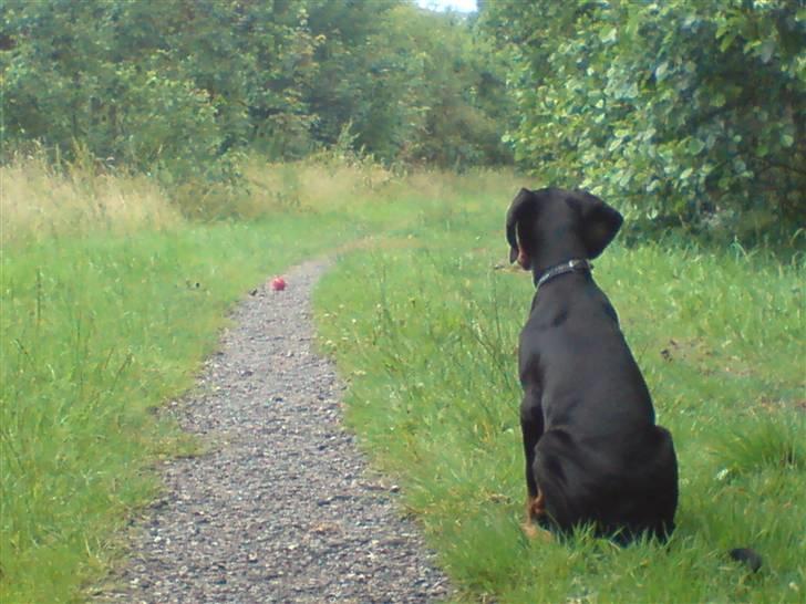 Dobermann Sniper R.I.P. billede 16