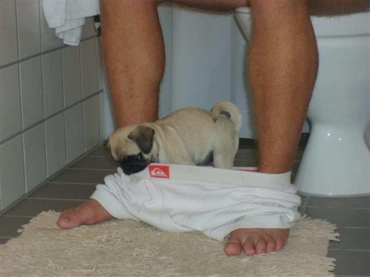 Mops ¤Luie¤ - Så er det vist på tide at far får skiftet underbukser.. he he billede 10