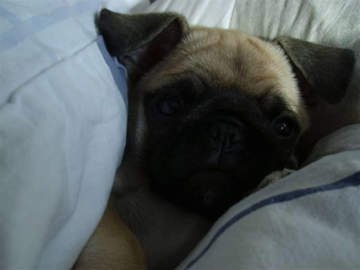 Mops ¤Luie¤ - Elsker at putte under dynen billede 11