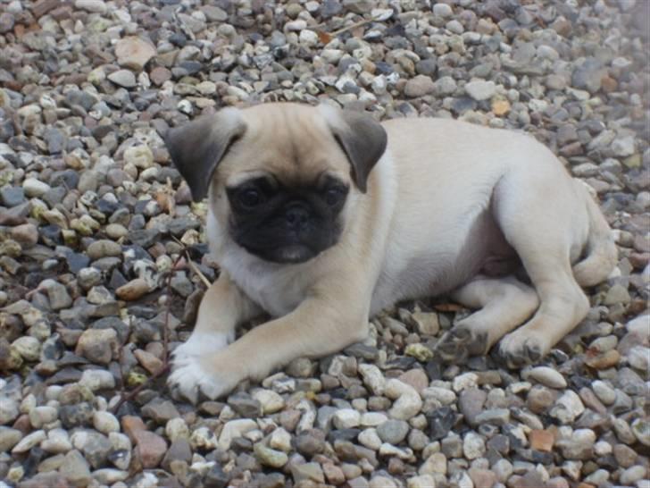 Mops ¤Luie¤ - Smuk??.. JA ikk? billede 12