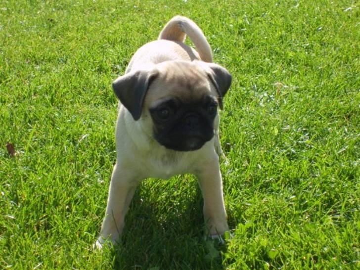 Mops ¤Luie¤ - Hvad skal jeg finde på af balade... billede 13