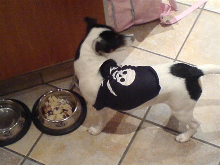 Dansk svensk gaardhund sally billede 17