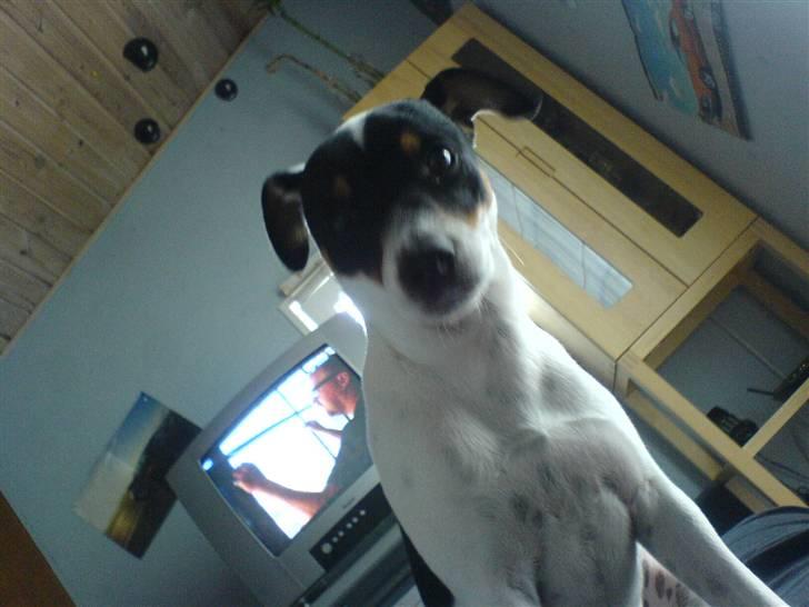 Dansk svensk gaardhund sally billede 18