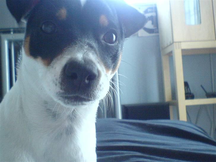 Dansk svensk gaardhund sally billede 19