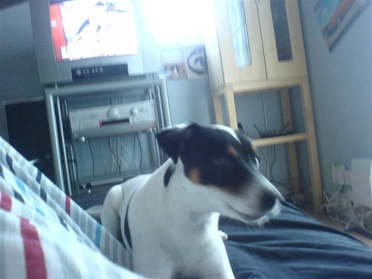 Dansk svensk gaardhund sally billede 20