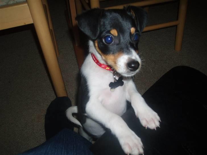 Dansk svensk gaardhund Zenta billede 9