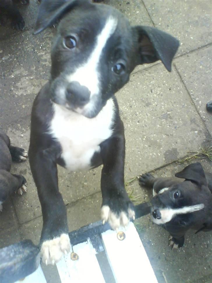 Amerikansk staffordshire terrier Chanti billede 14