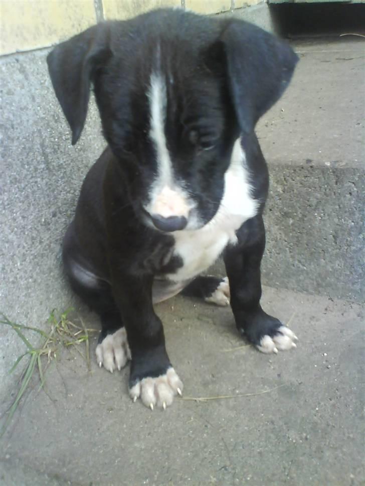 Amerikansk staffordshire terrier Chanti billede 15