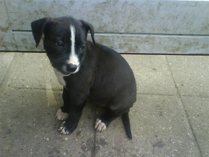 Amerikansk staffordshire terrier Chanti billede 16