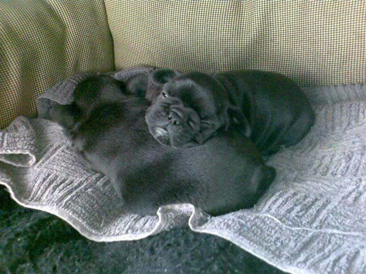 Fransk bulldog Mercedes - Hvalpe 4 uger. billede 17