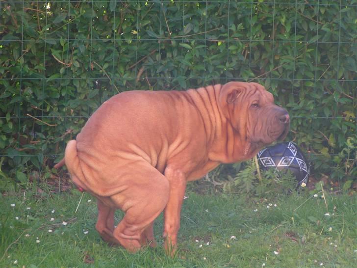 Shar pei Taz - det jo minni prut. billede 8