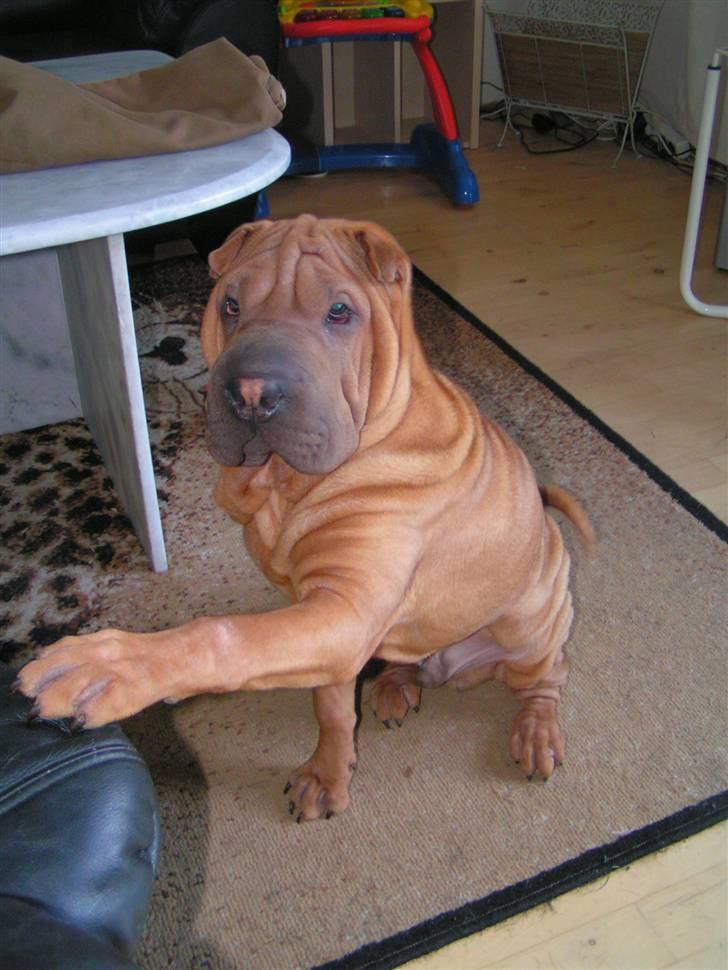 Shar pei Taz billede 9