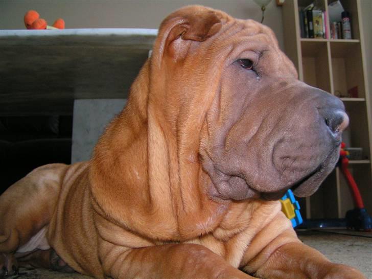 Shar pei Taz - taz.. lige blevet et halvt år.. billede 10