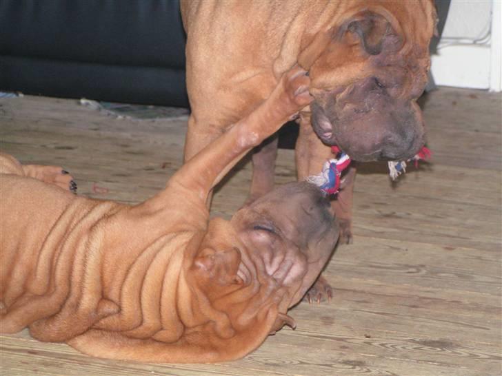 Shar pei Taz - mor og jeg leger... billede 11