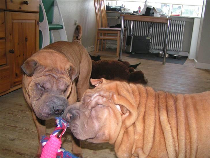Shar pei Taz - det gør vi stadig billede 12