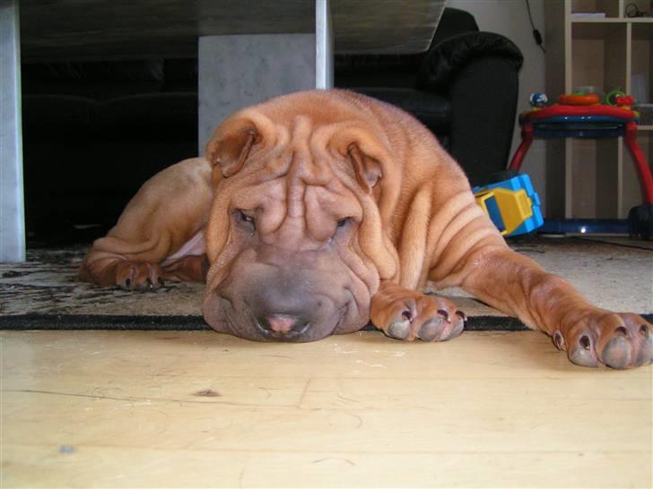 Shar pei Taz - slaaper helt af billede 13