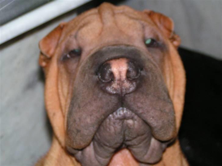 Shar pei Taz - se midt store dejlige fjæs..! billede 15