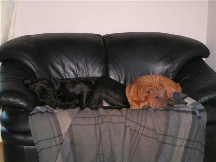 Shar pei Taz - mig og søs billede 16