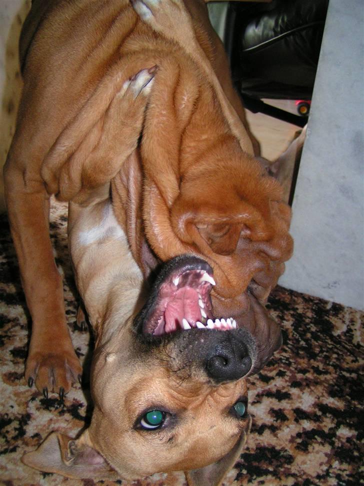 Shar pei Taz - Mig og Donna slås.. jeg kan ikke lade være.. ss      R.I.P donna (du var sku en go tøz) billede 17
