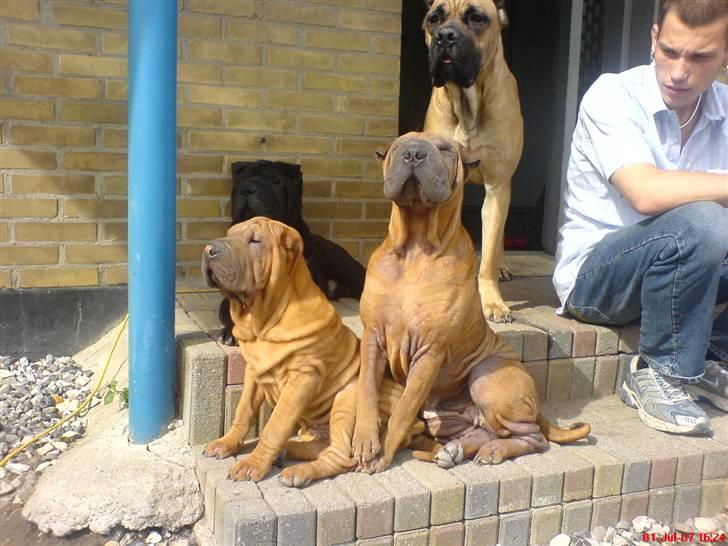 Shar pei Taz - mig og mor igen.. billede 18