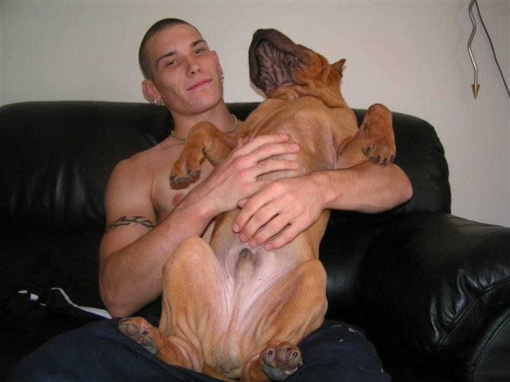 Shar pei Taz billede 19