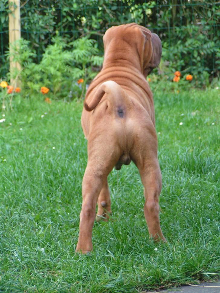 Shar pei Taz - farvel siger vagt hunden... billede 20