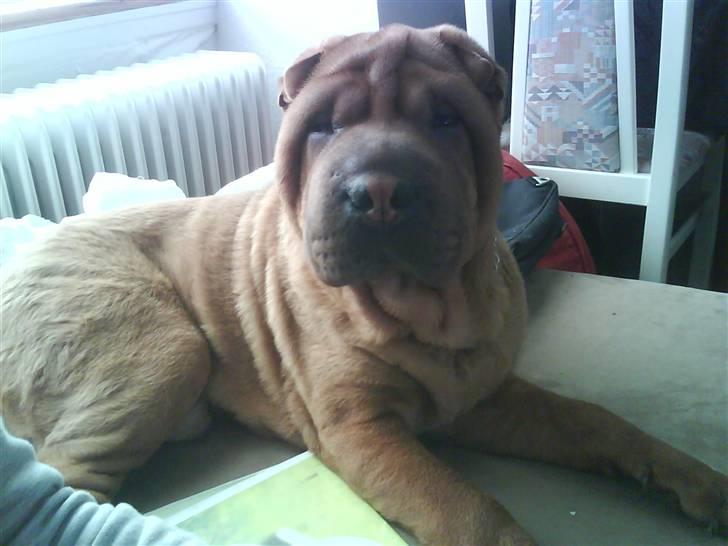 Shar pei R.I.P :'( Chubby  - Lad d være med at kige sådan på mig moar billede 2