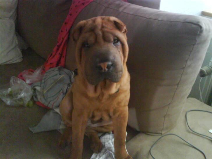 Shar pei R.I.P :'( Chubby  - Skal nok sidde helt stille <3 billede 3