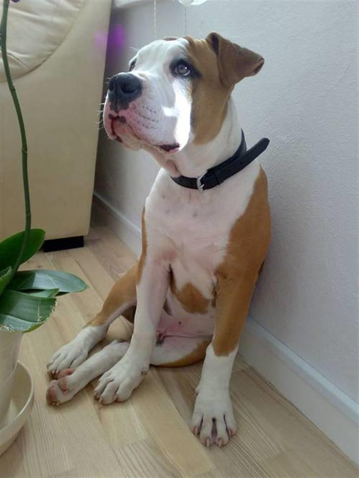 Amerikansk bulldog - ABO's Kenzo billede 19