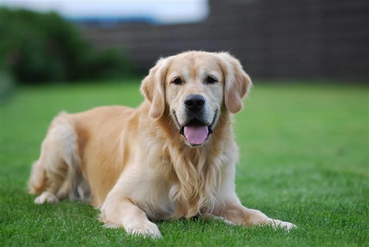 Golden retriever Django<'3 R.I.P  - Dav, jeg er så Django<´3 billede 1