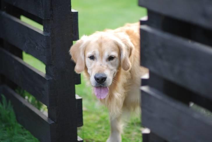 Golden retriever Django<'3 R.I.P  - Kuk kuk kiggede lige forbi (: billede 2