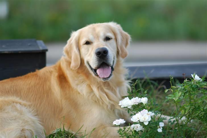 Golden retriever Django<'3 R.I.P  - Django, han er sku svær at lægge i stilling <´3 billede 3