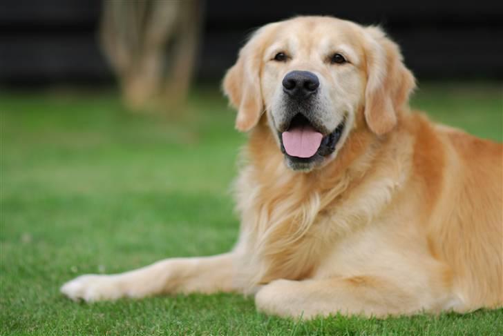 Golden retriever Django<'3 R.I.P  - Flotte mig igen billede 4