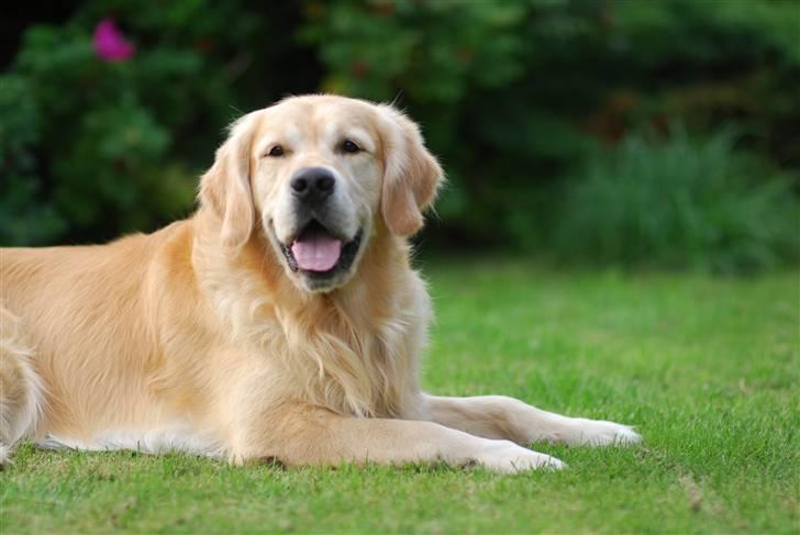 Golden retriever Django<'3 R.I.P  - Hov her er jeg igen<´3 billede 5