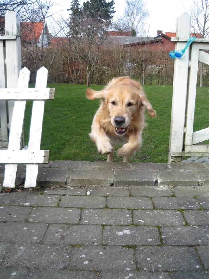 Golden retriever Django<'3 R.I.P  - Pas på! her kommer jeg (: billede 6