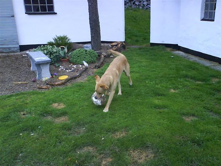 Labrador retriever max billede 20